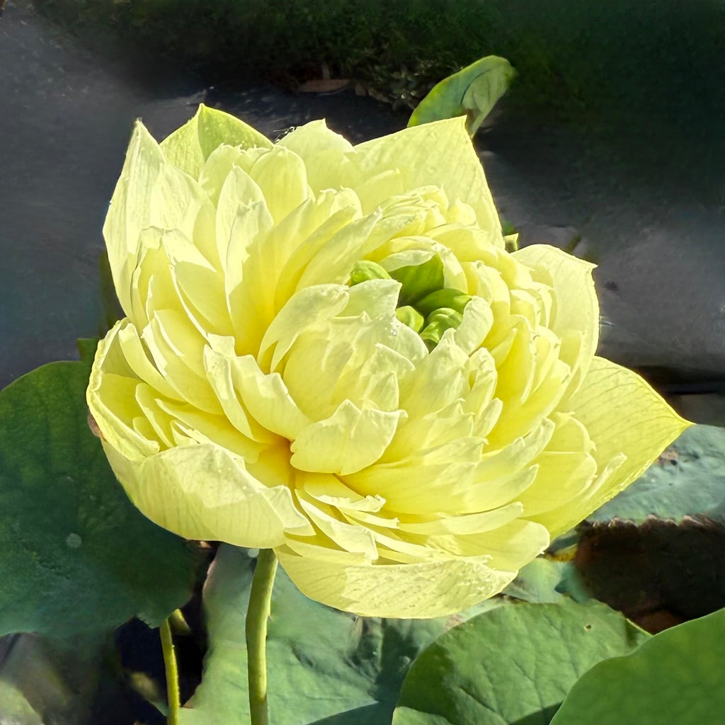 Golden Hall Lotus – Ten Mile Creek Nursery