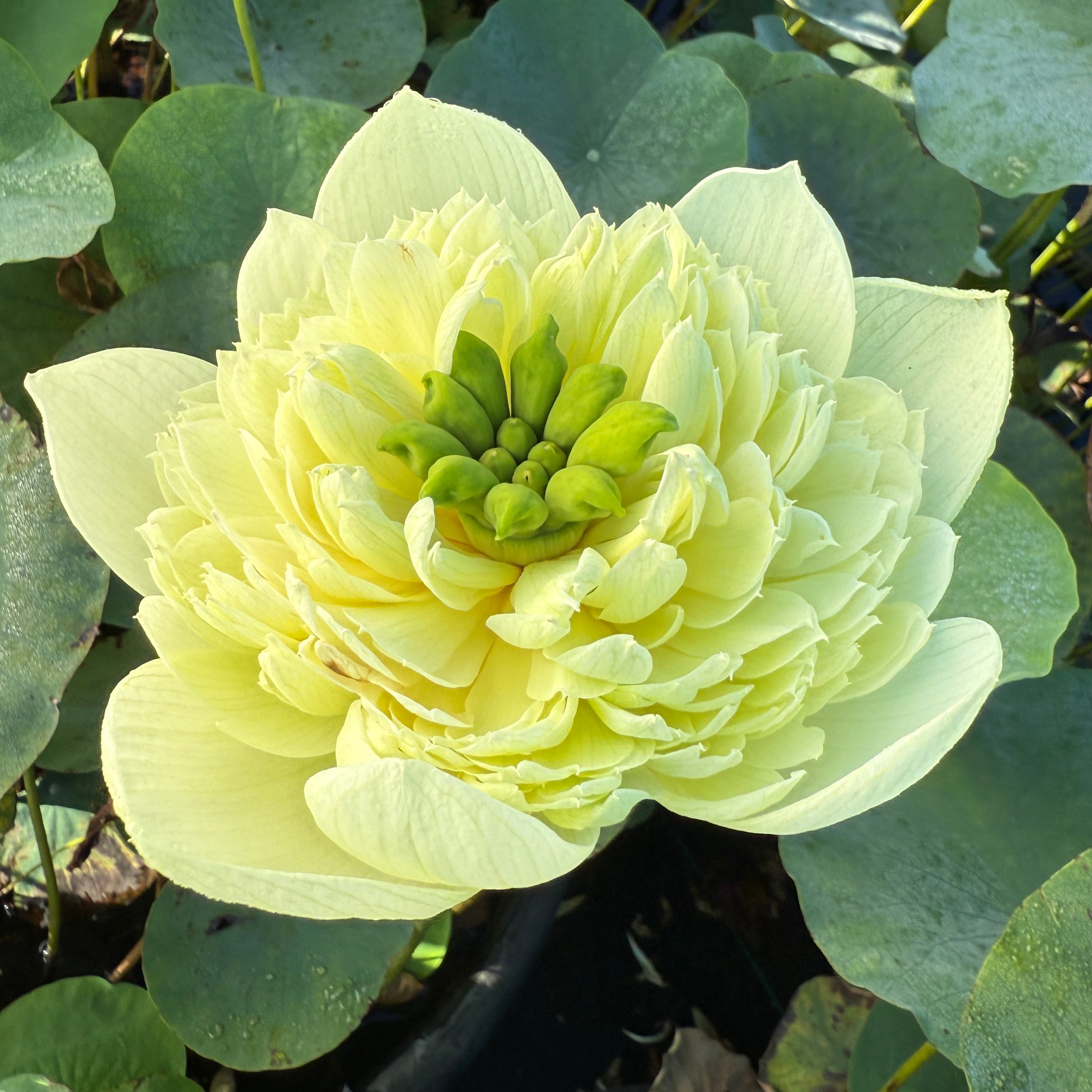 フラワー・ガーデニング S 1000 Gold Lotus ( RuRun Lotus ) Golden Hall Lotus – Ten Mile Creek Nursery