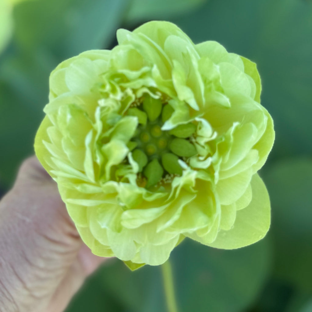 2026 Gold & Jade Peony Lotus - GREEN!