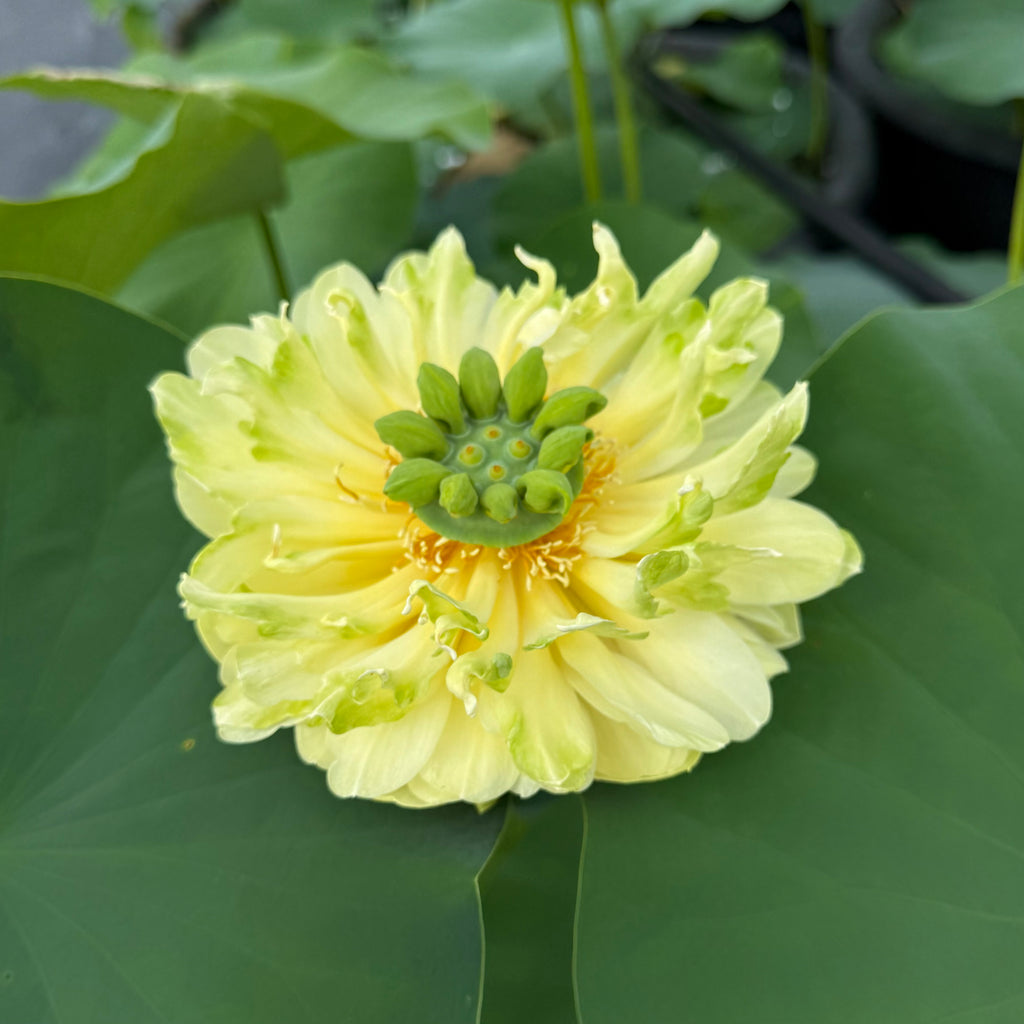 2026 Gold & Jade Peony Lotus - GREEN!