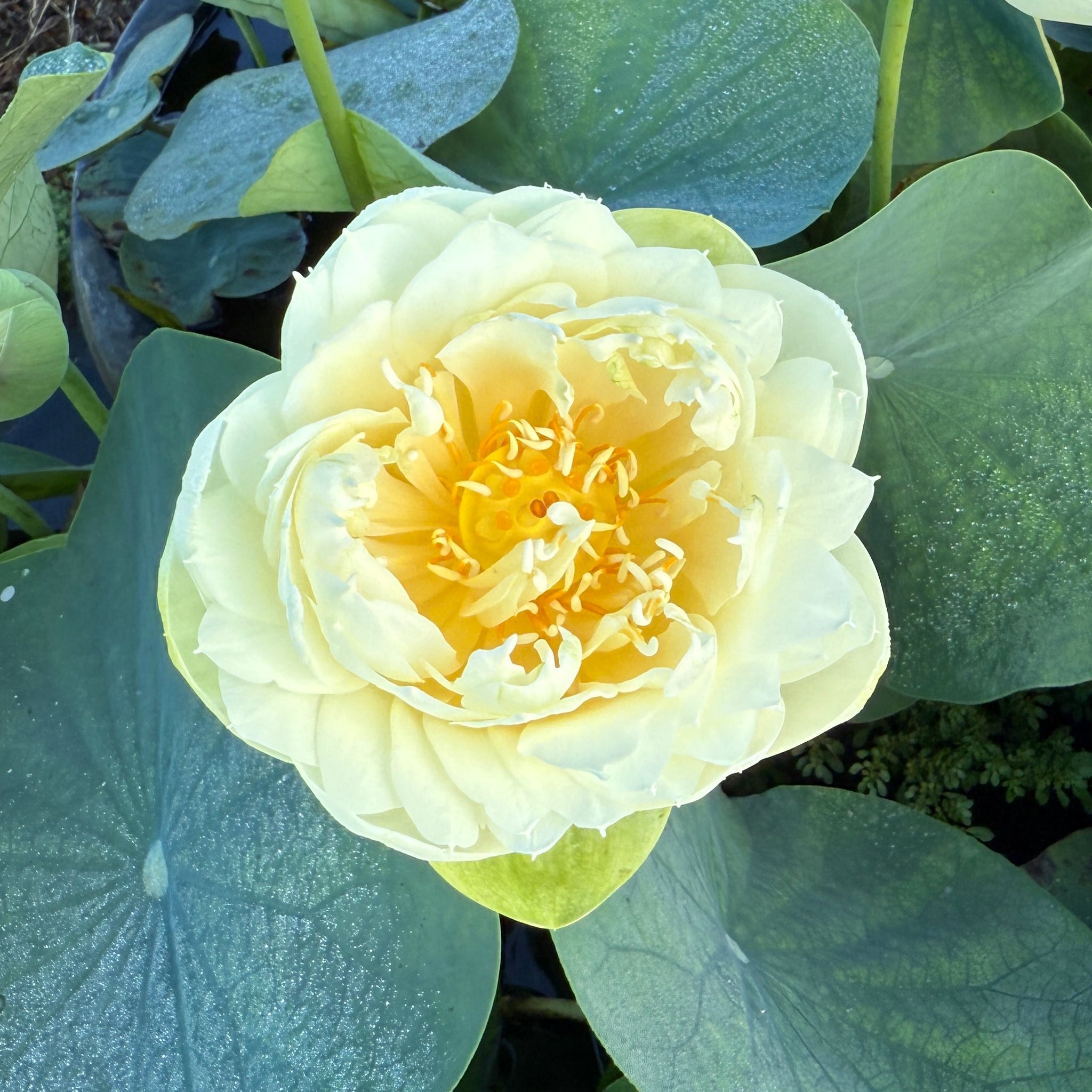 Gold & Resplendence | Beautiful Lotus Flower Collections – Ten