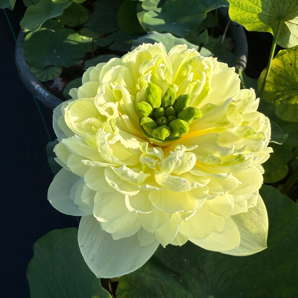 2026 Gwendolyn’s Golden Glow Lotus - Sunshine on a Stem!