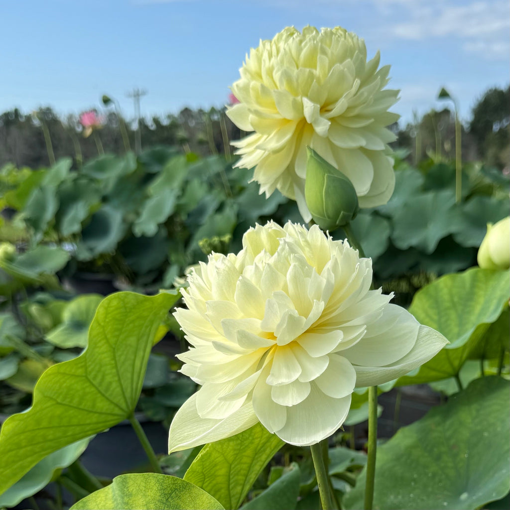 2026 Gwendolyn’s Golden Glow Lotus - Sunshine on a Stem!