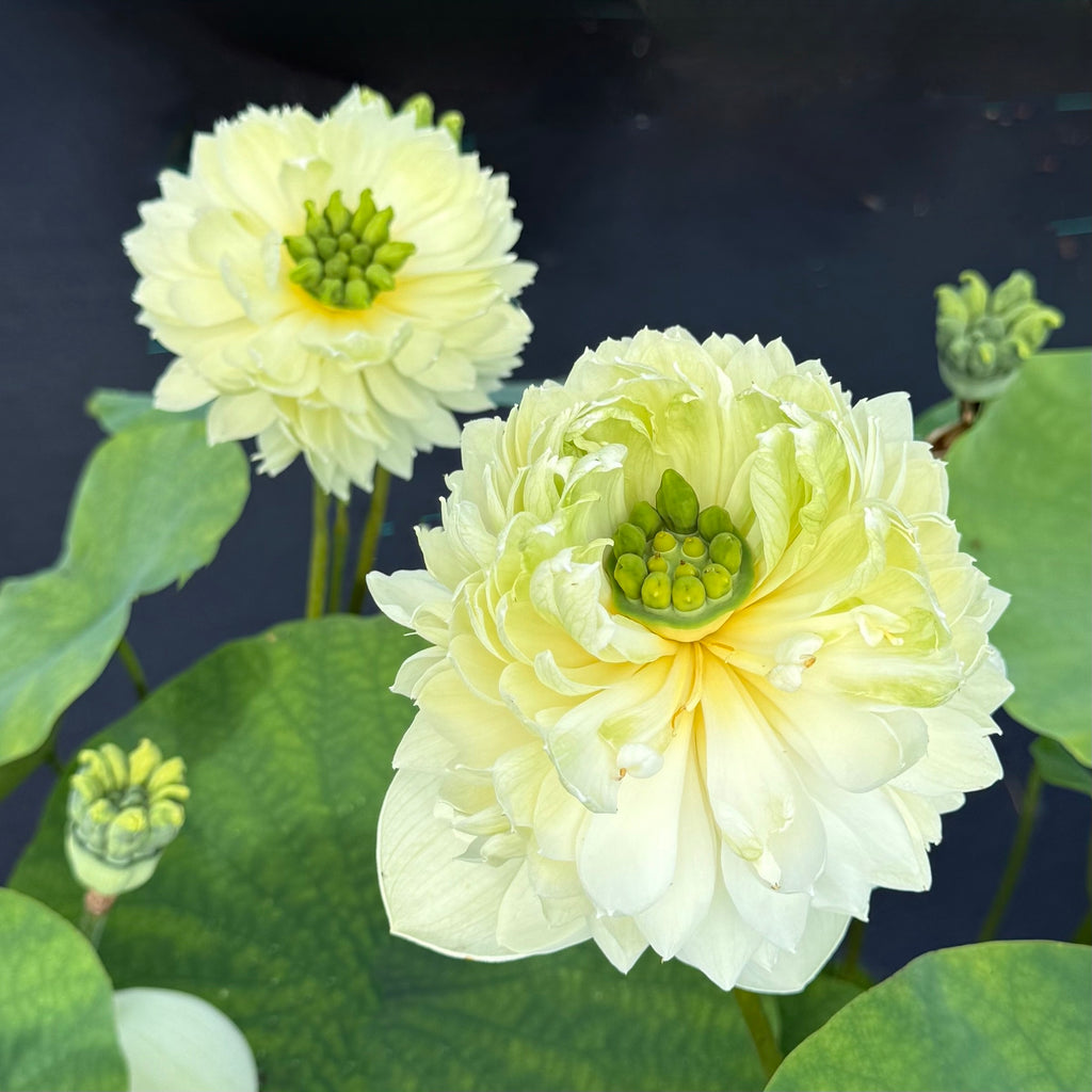 2026 Gwendolyn’s Golden Glow Lotus - Sunshine on a Stem!