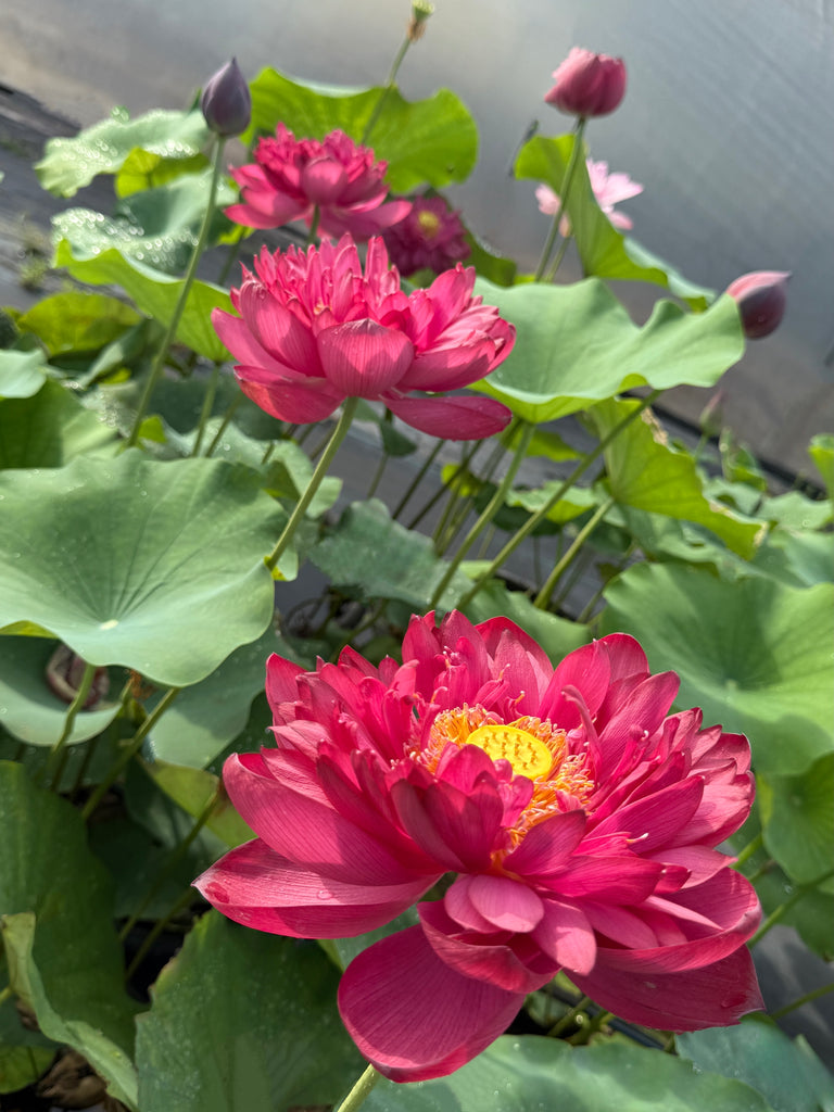 2026 Heart Blood 16 Lotus - Deep Blood Red