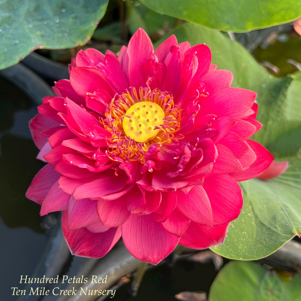 Hundred Petals Red Lotus - Flowewr Mania!