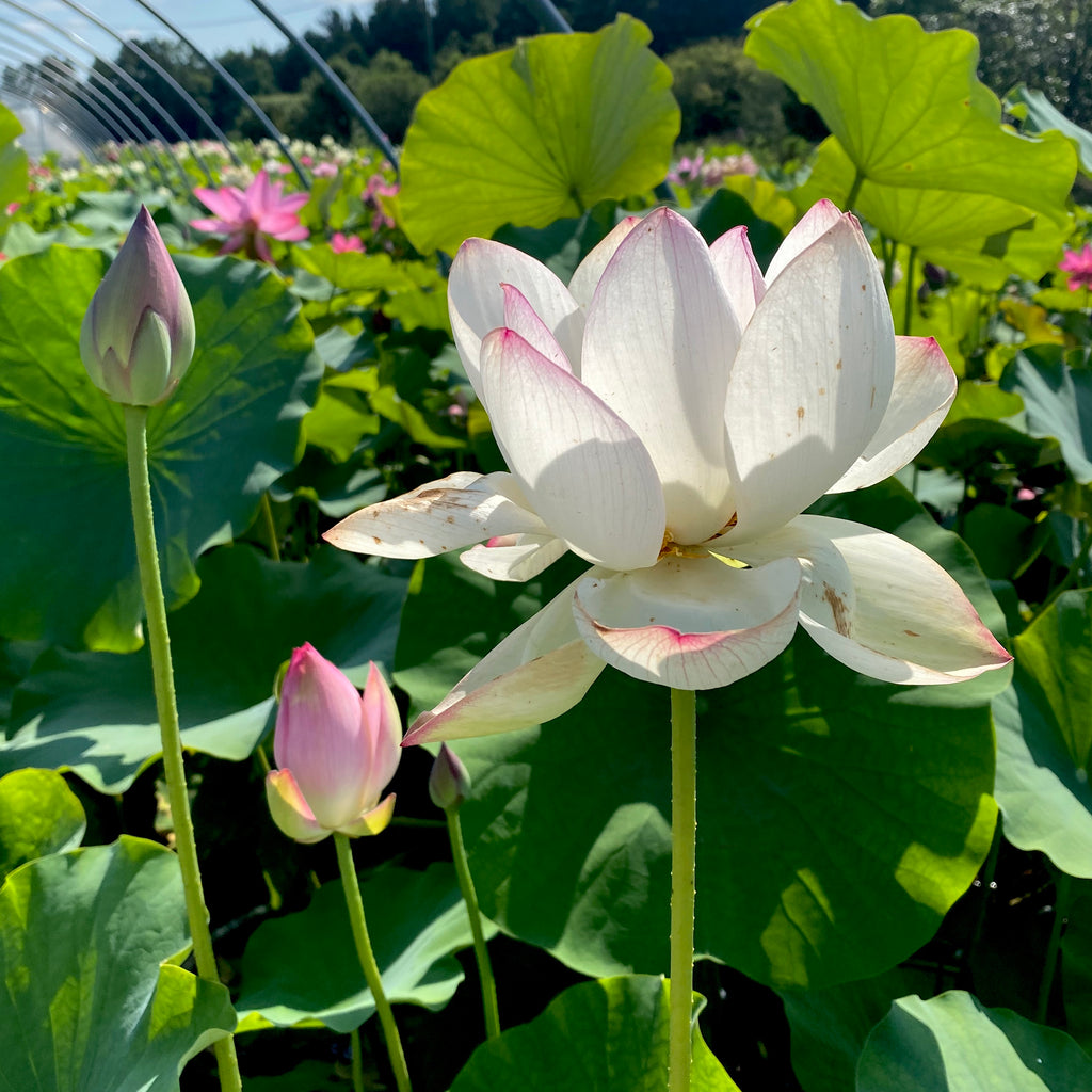 Cranberry Kiss | Beautiful Lotus Flower Collections – Ten Mile