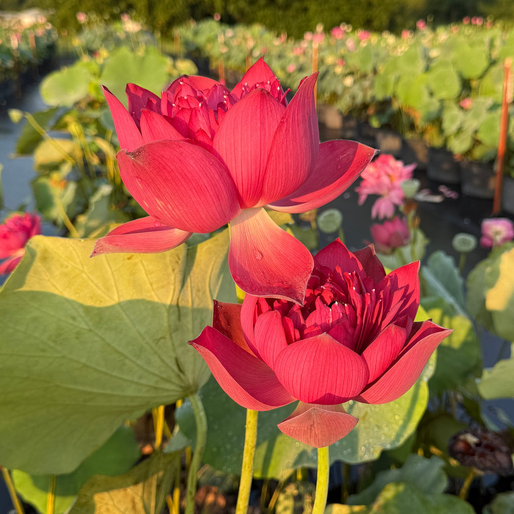 2026 Impressions of West Lake Lotus - LOTS of flowers!