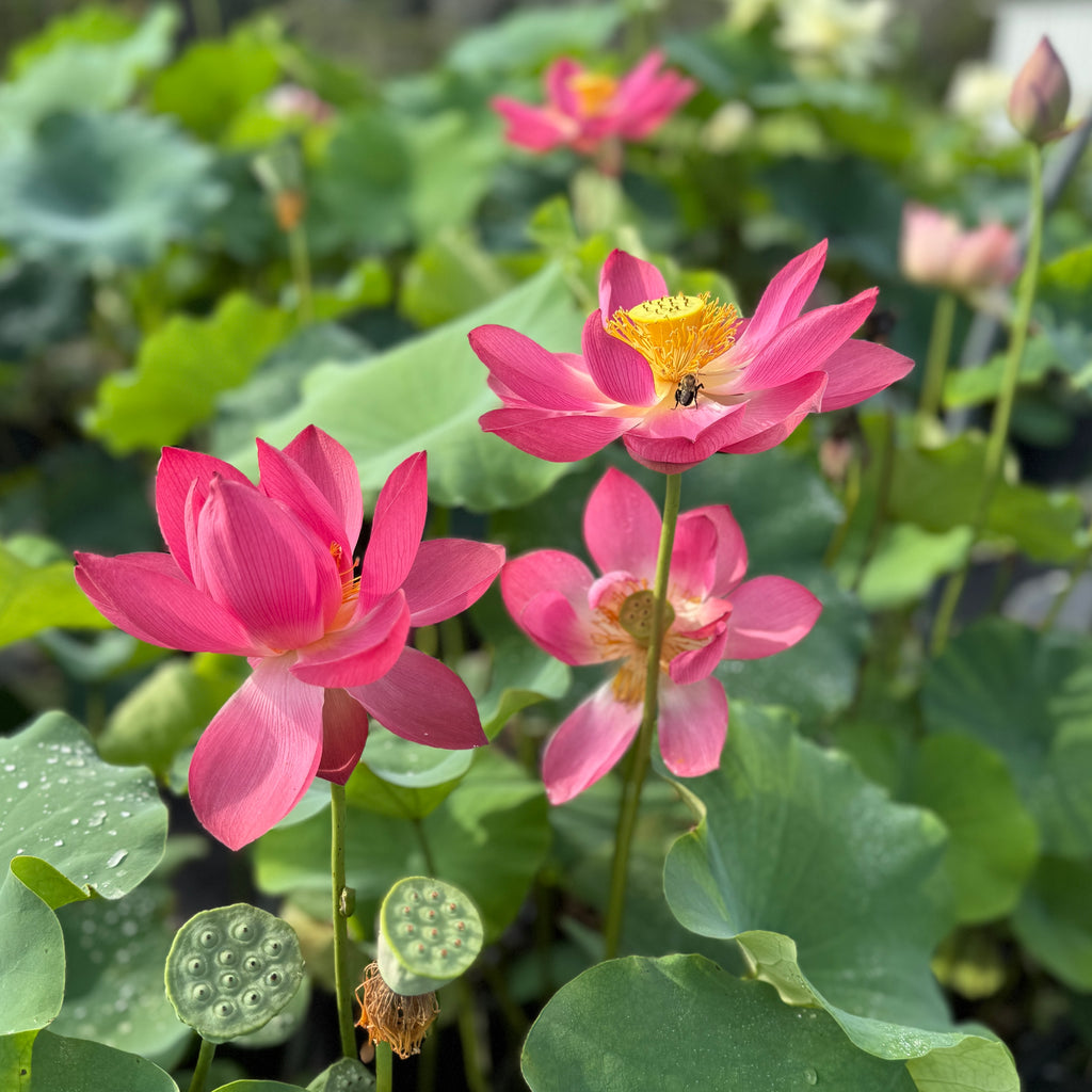 2026 Love Song Lotus - Radiant Red!!