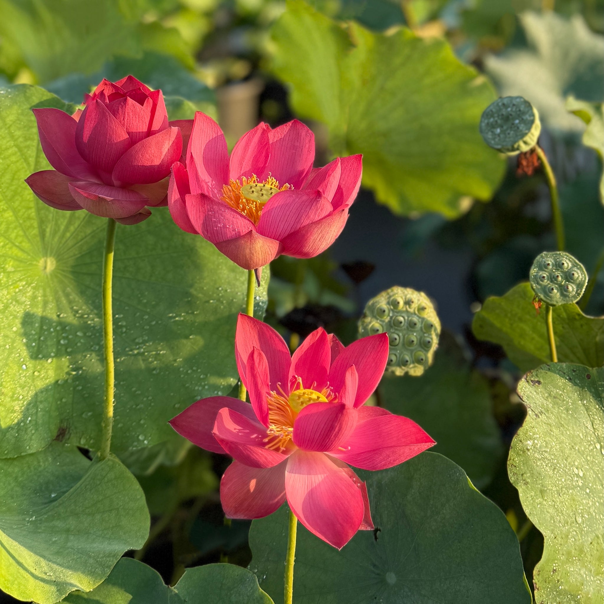 2026 Love Song Lotus - Radiant Red!! – Ten Mile Creek Nursery