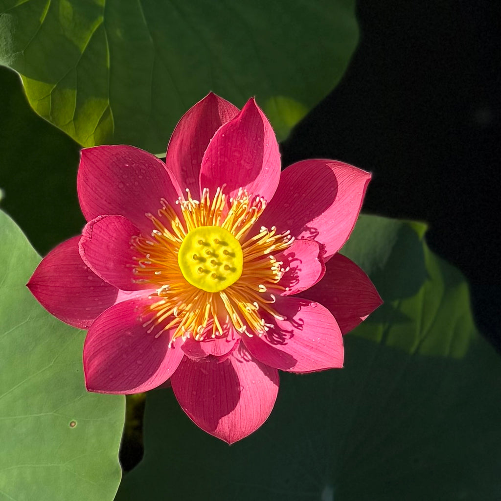 2026 Love Song Lotus - Radiant Red!!