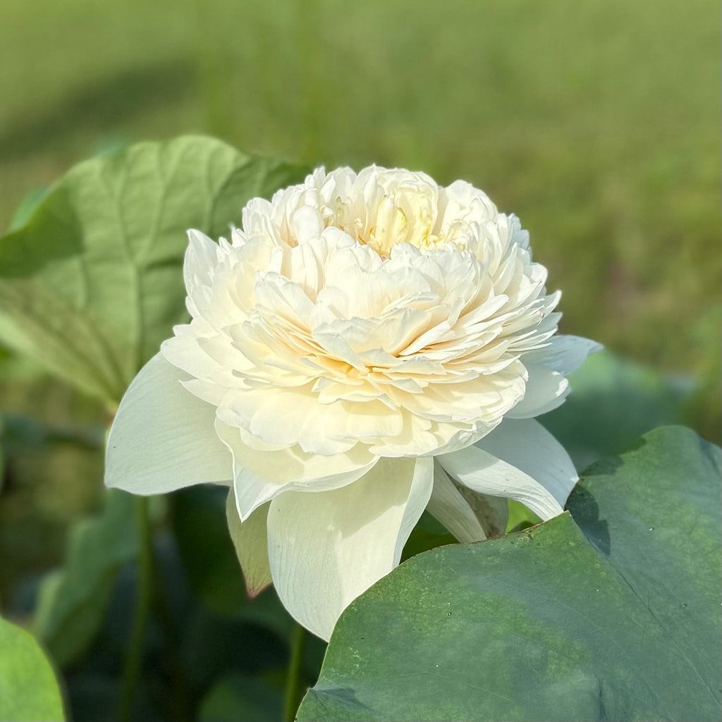 2026 Nanzhou Snow Peak Lotus