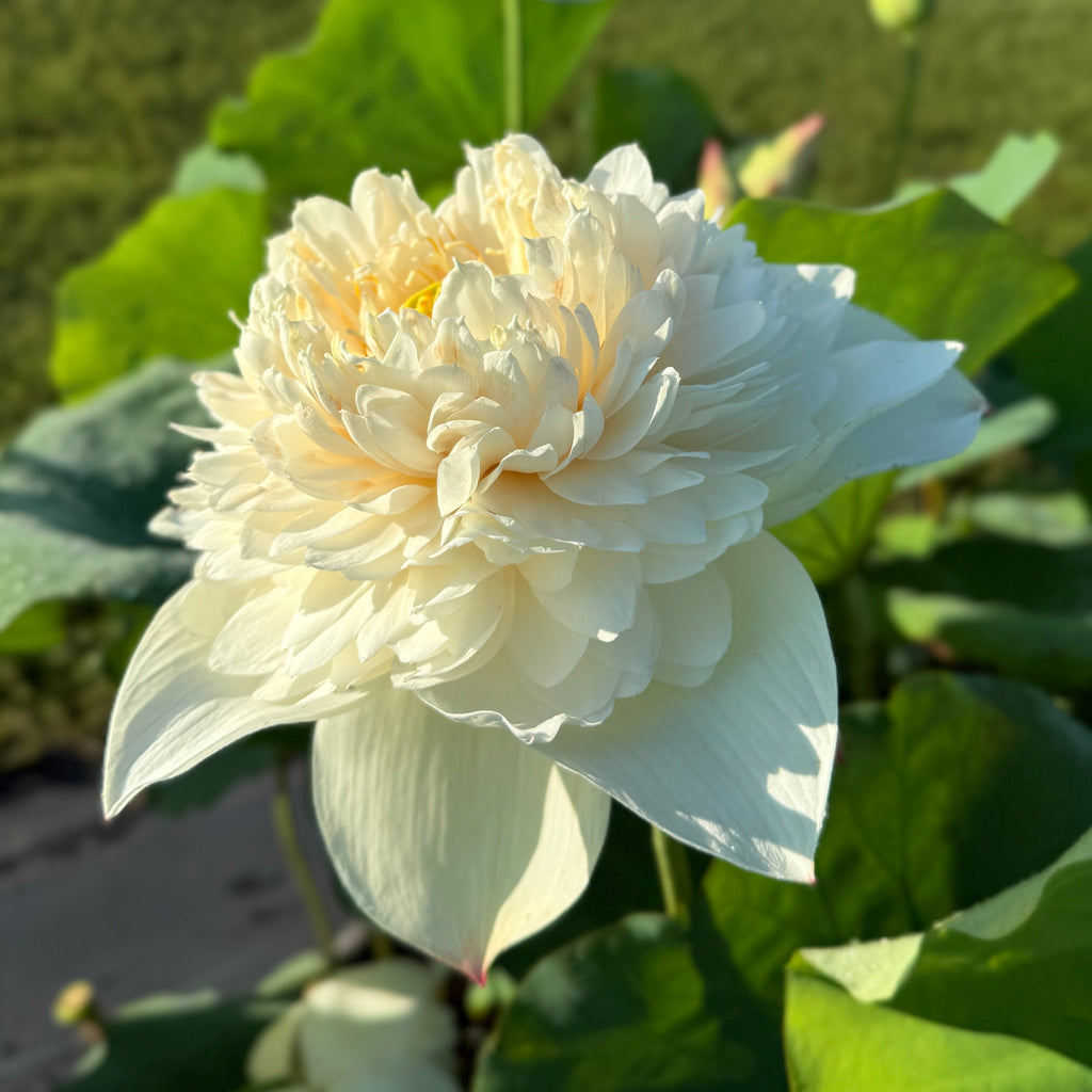 2026 Nanzhou Snow Peak Lotus