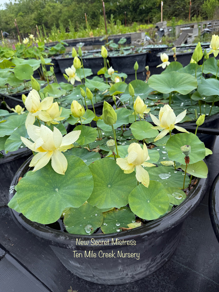 2026 New Secret Mistress Lotus