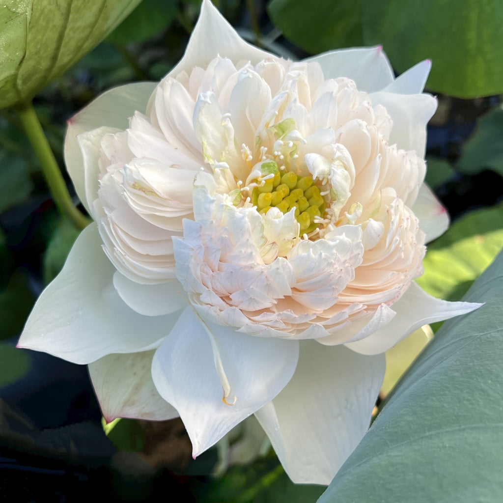 2026 Nanzhou Snow Peak Lotus