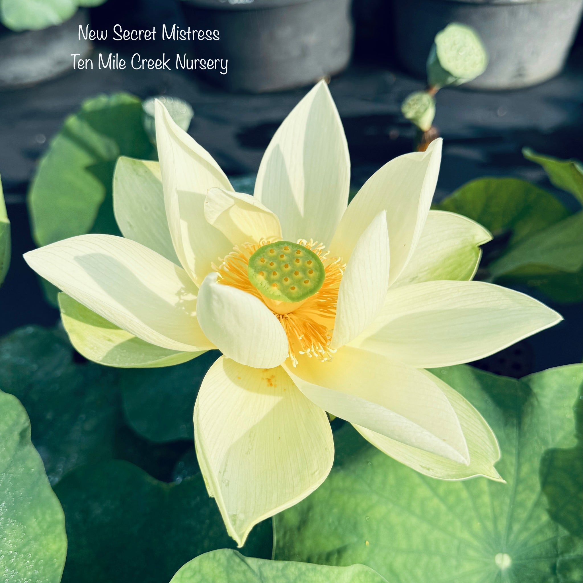 New Secret Mistress Lotus – Ten Mile Creek Nursery
