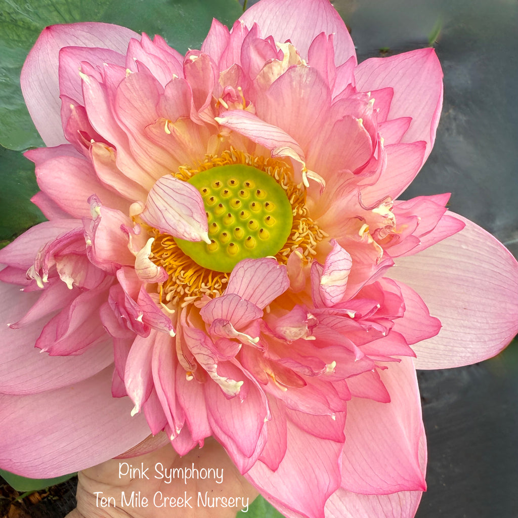 Pink Symphony - Delicious Color!