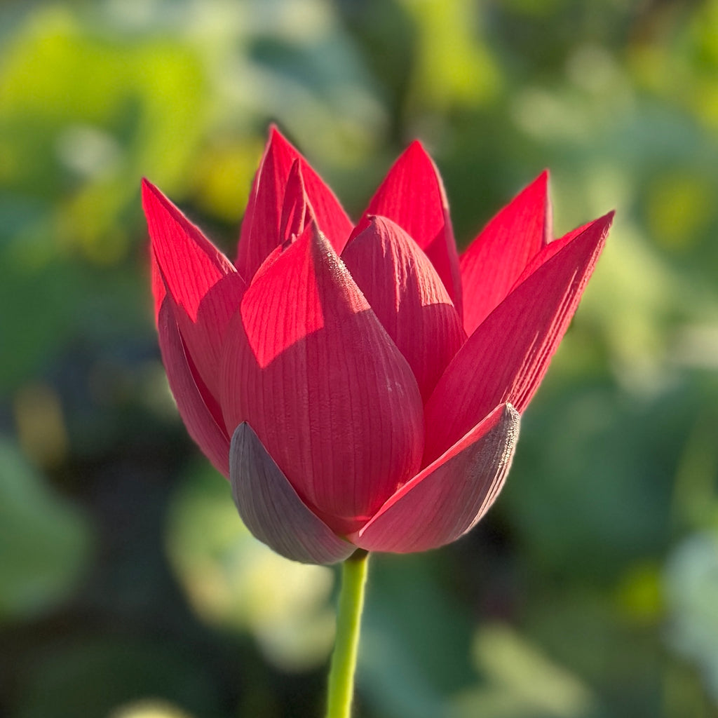 2026 Qinhuai Fishing - Brilliant Black-Red!
