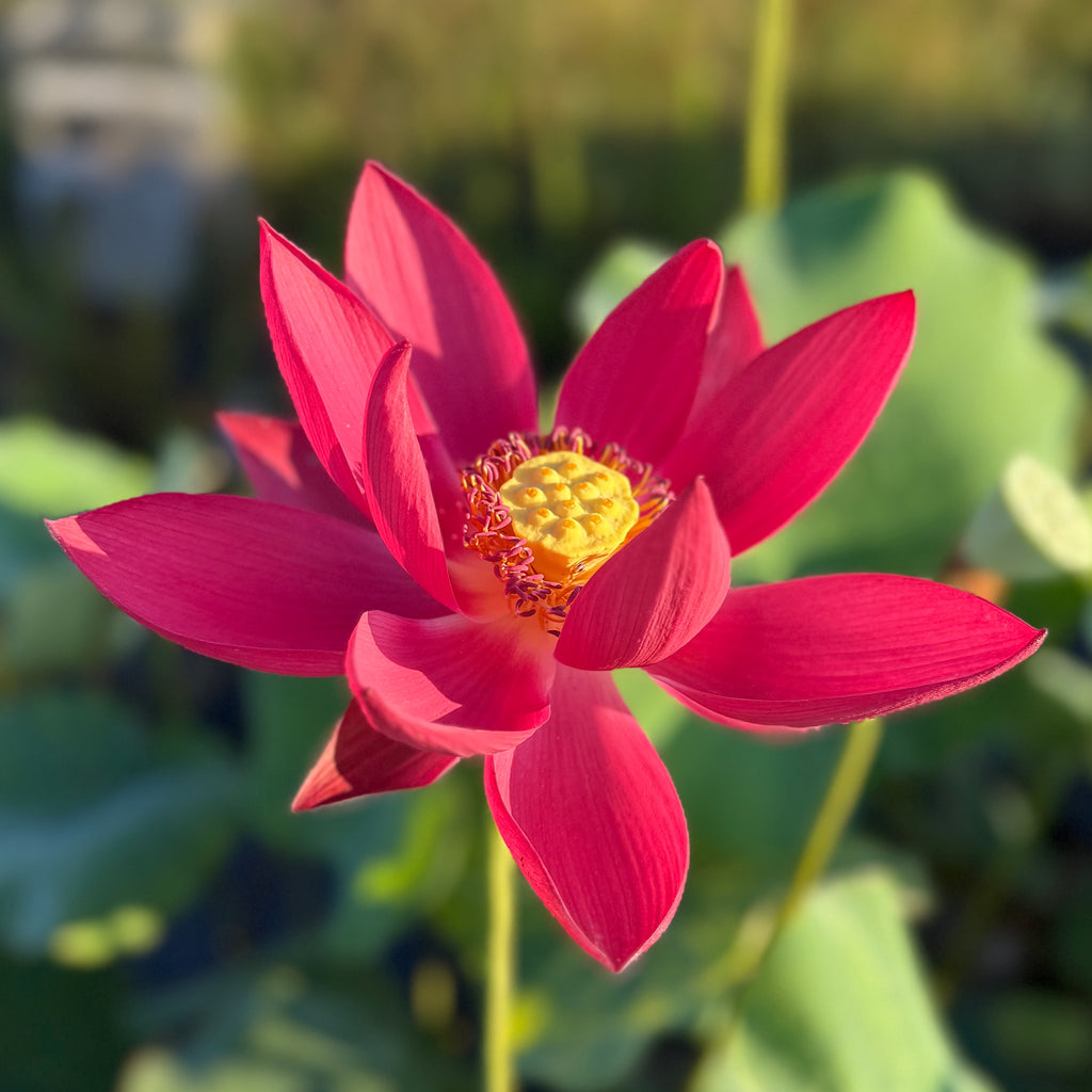 2026 Qinhuai Fishing - Brilliant Black-Red!