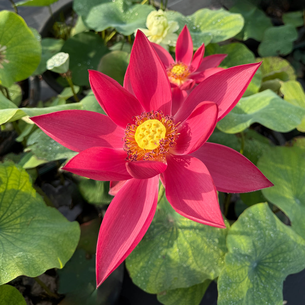 2026 Qinhuai Fishing - Brilliant Black-Red!