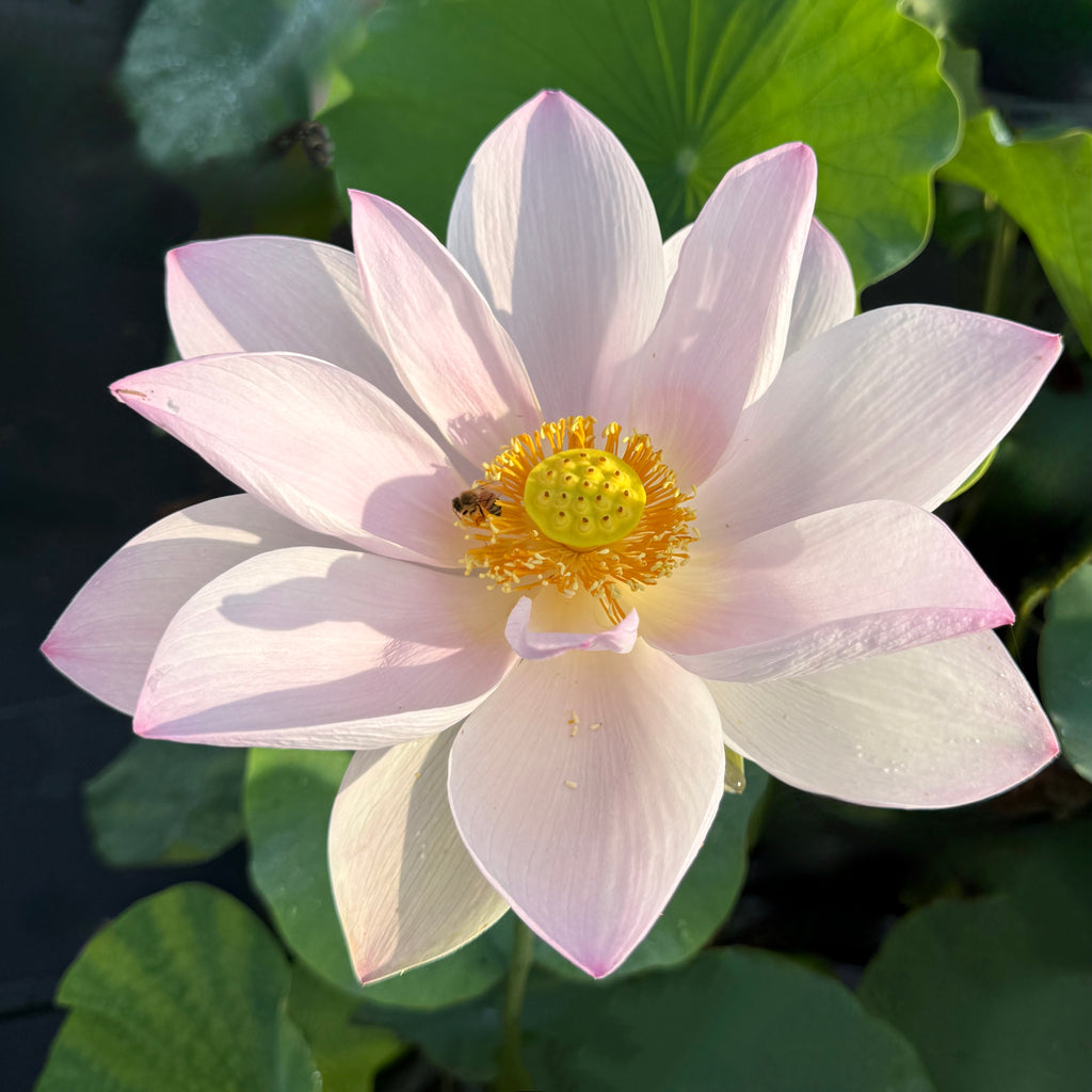 2026 Reflection - The Perfect Blush of Pink