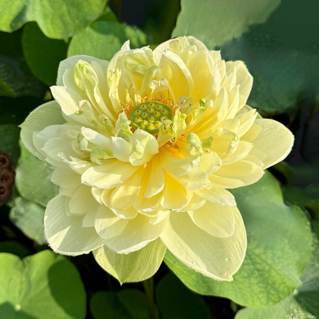 2026 Shicheng Jade