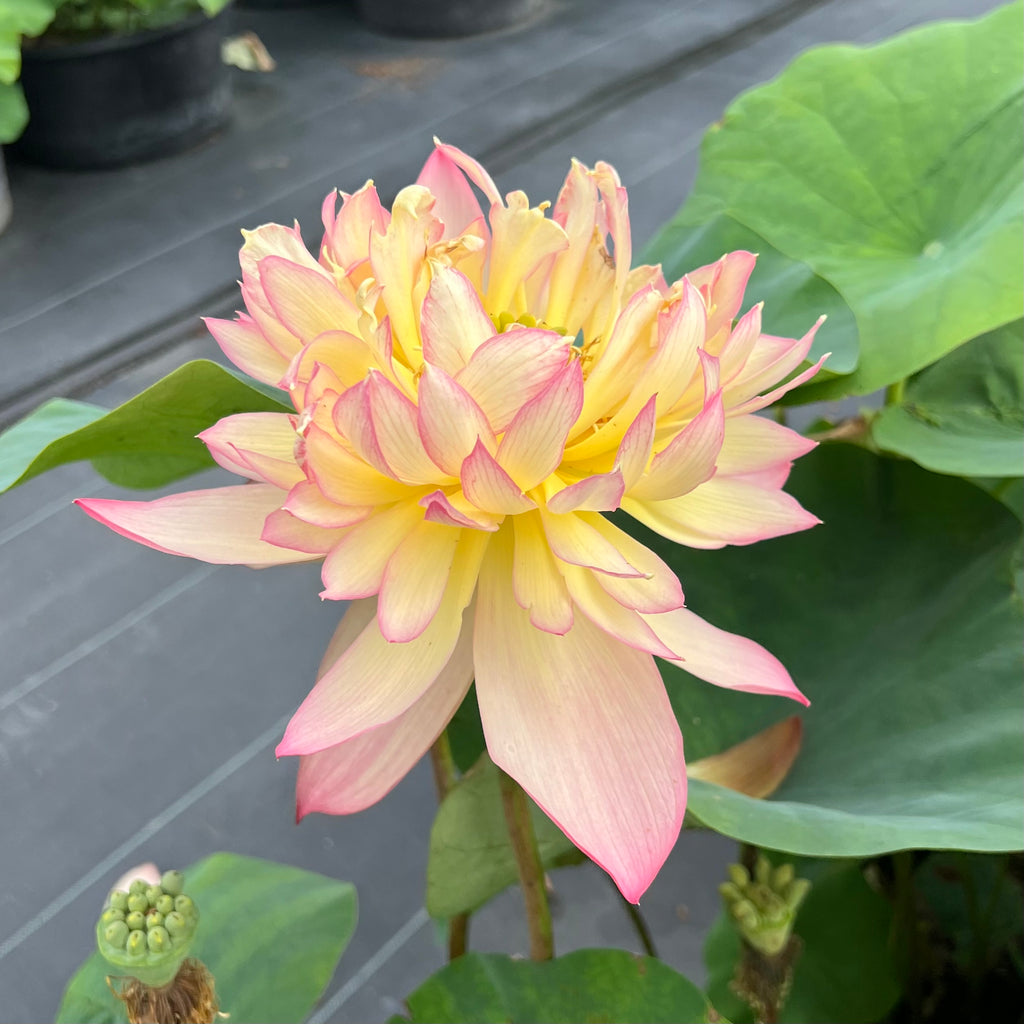 2026 Shicheng Jinxiu - Protected Variety!