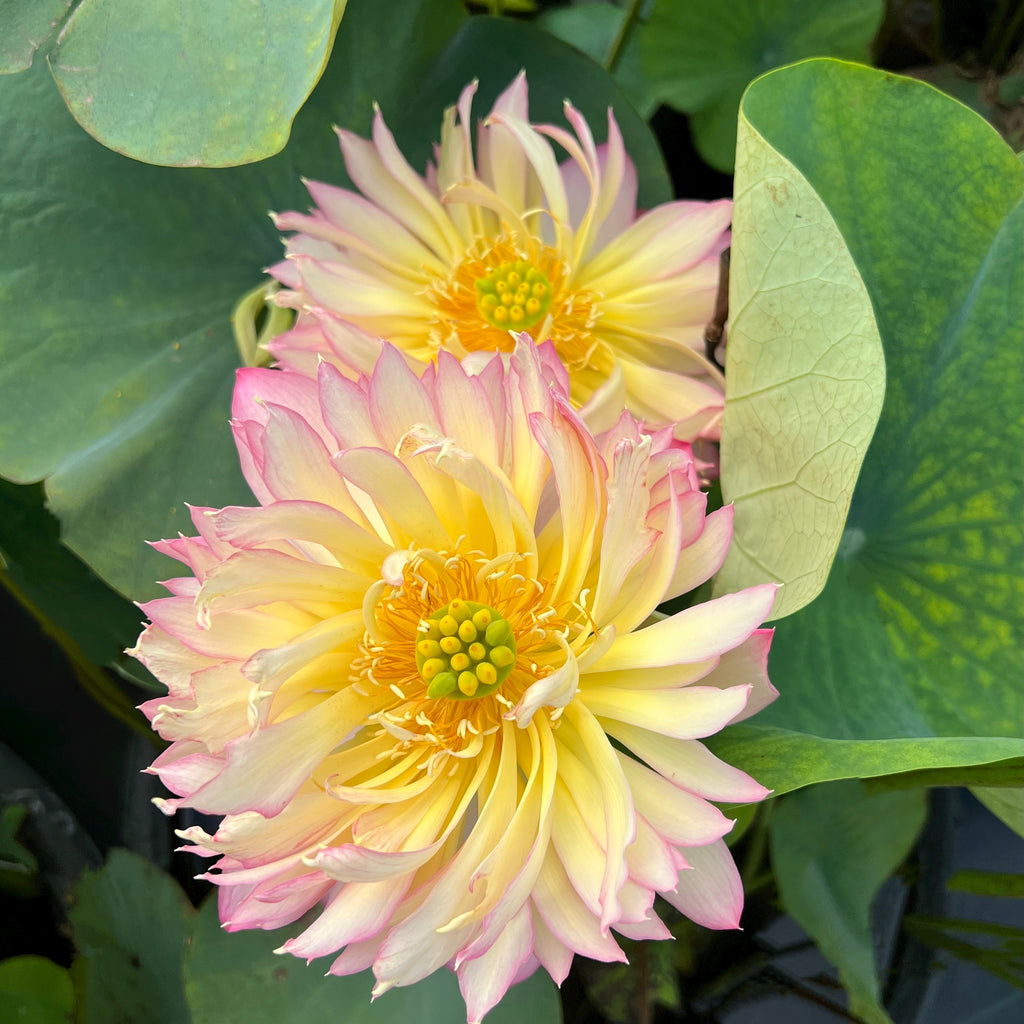 2026 Shicheng Jinxiu - Protected Variety!