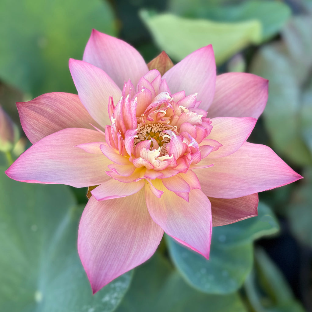 2026 Shicheng Jinxiu - Protected Variety!