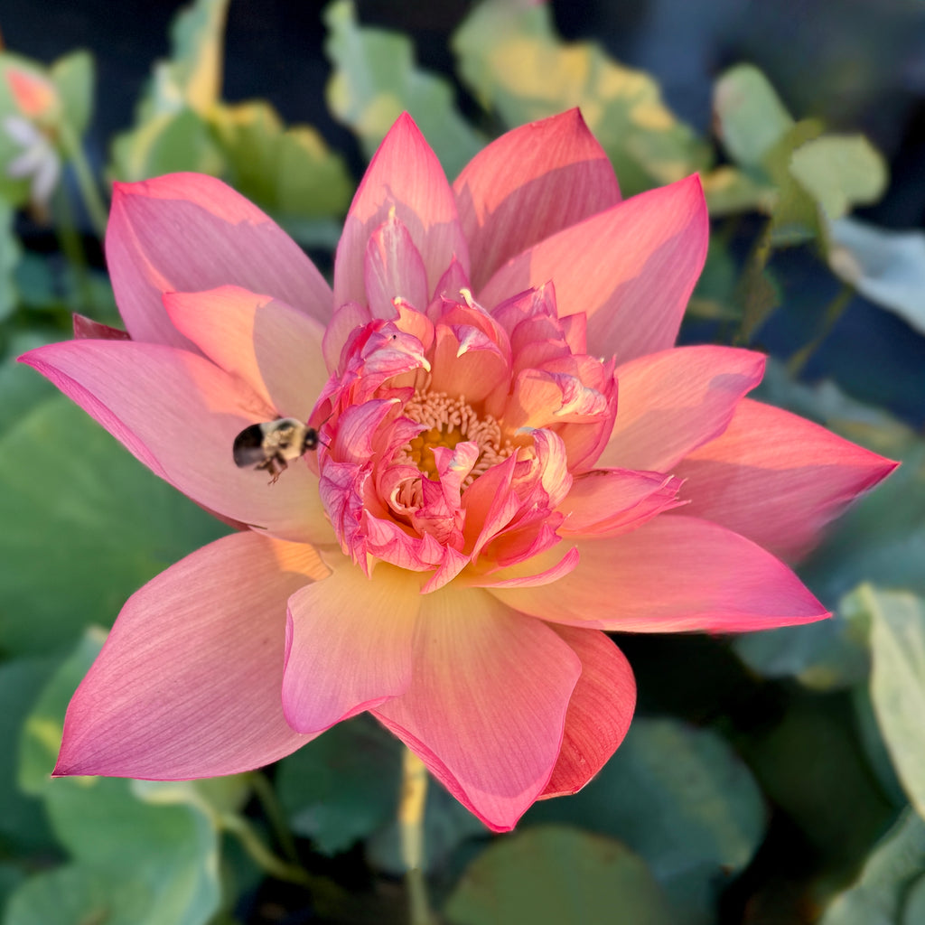2026 Shicheng Jinxiu - Protected Variety!