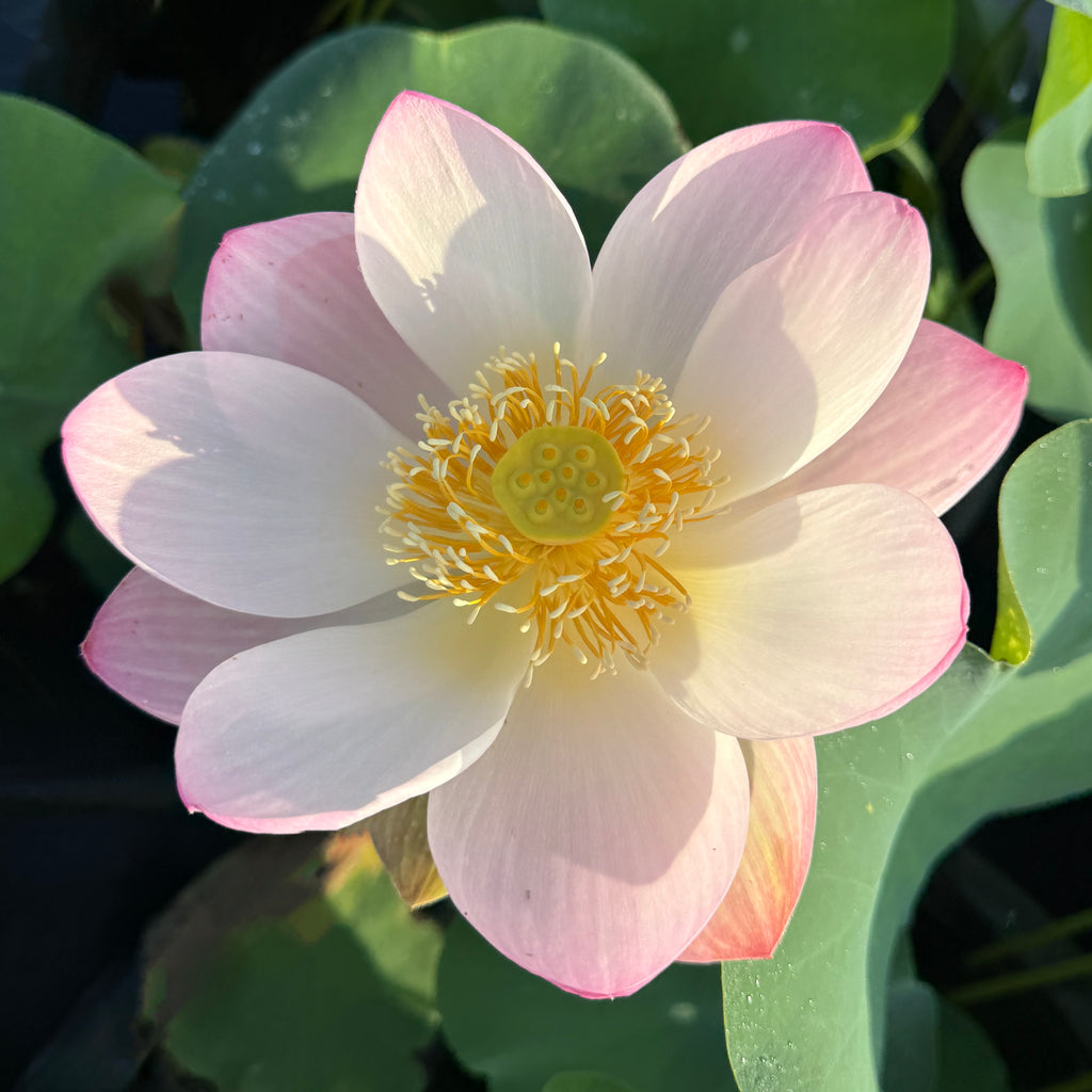 2026 Smiling Flower - Sweet as Sugar!