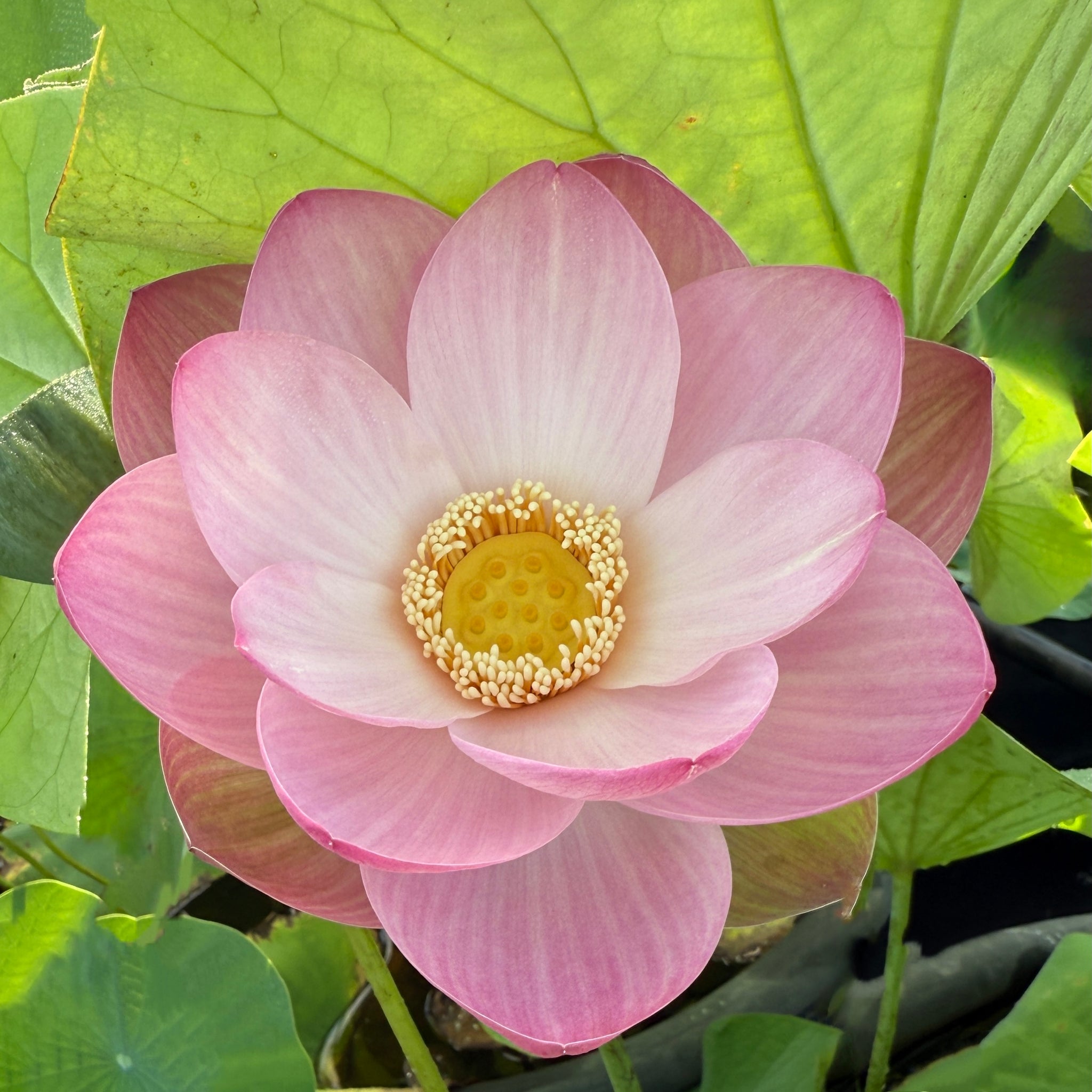 Lotus Petal 水蓮の花びら　4枚セット 2026 Smiling Flower - Exquisite Classic Beauty! – Ten Mile Creek