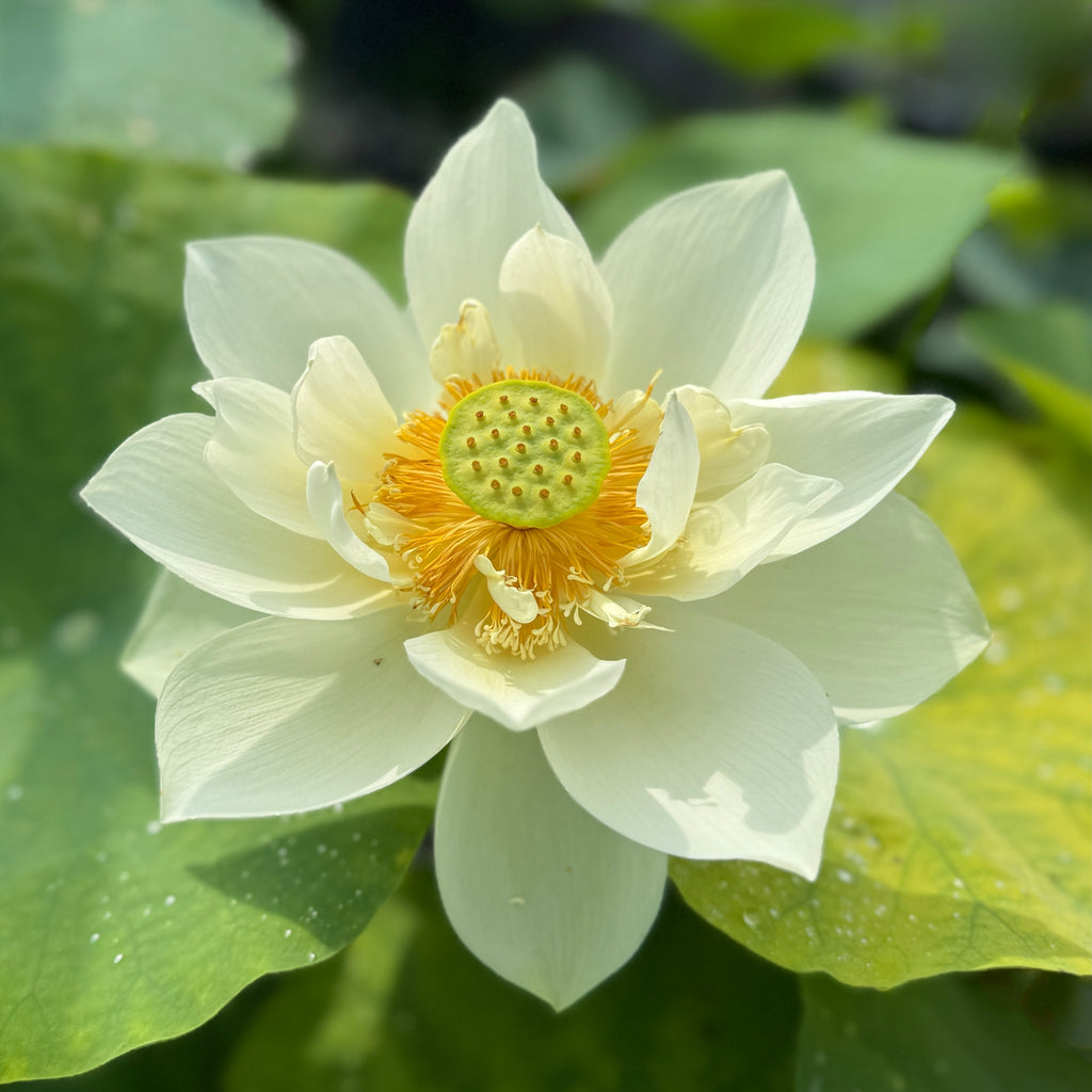 Spring in Nanjing - Fresh & Beautiful
