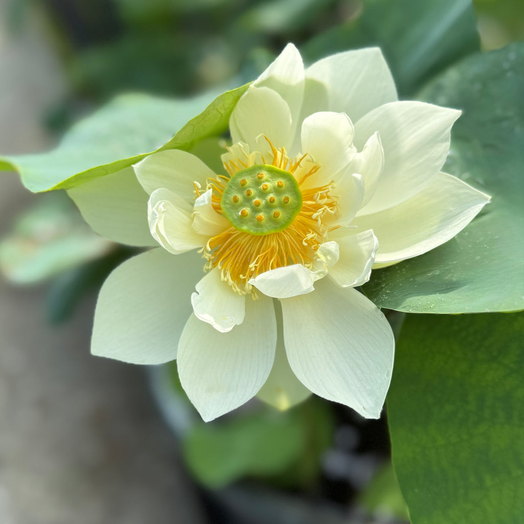 Spring in Nanjing - Fresh & Beautiful
