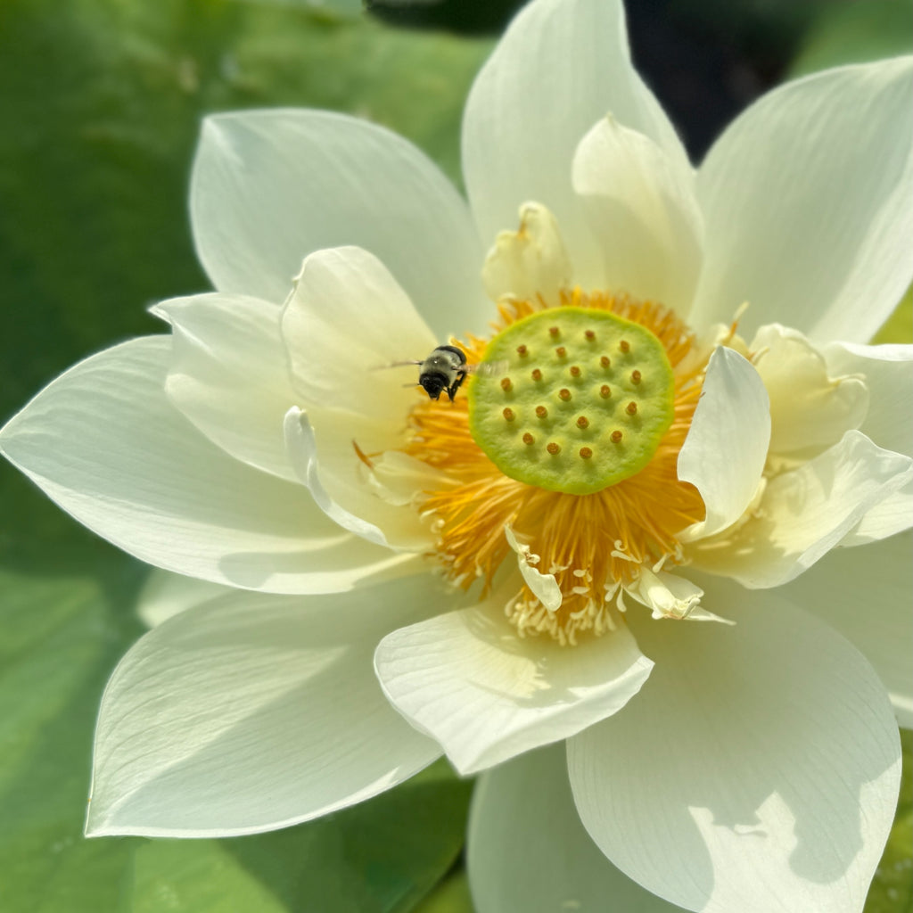 Spring in Nanjing - Fresh & Beautiful
