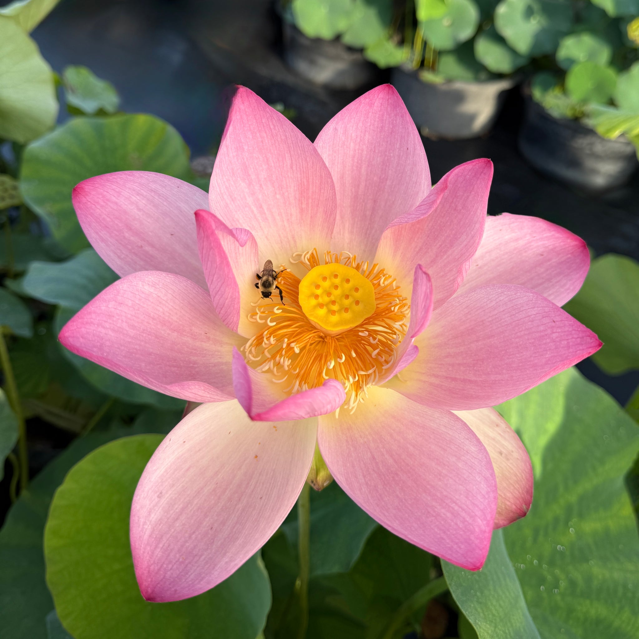 レアデック　lotus TAICHENGJASPER_13_2048x.jpg?v=
