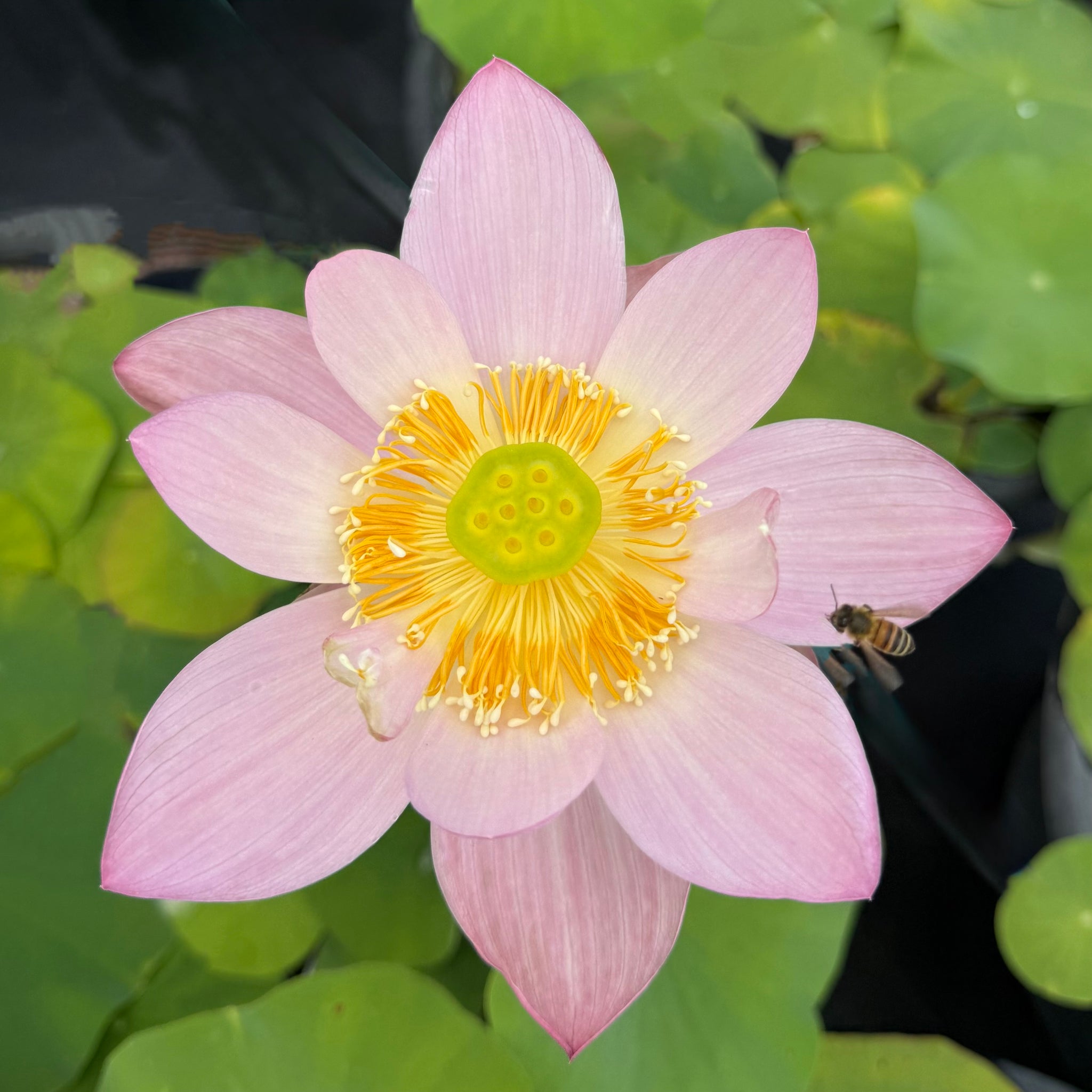 2026 Tiger Feelings- Flashy Color Contrasts! – Ten Mile Creek Nursery