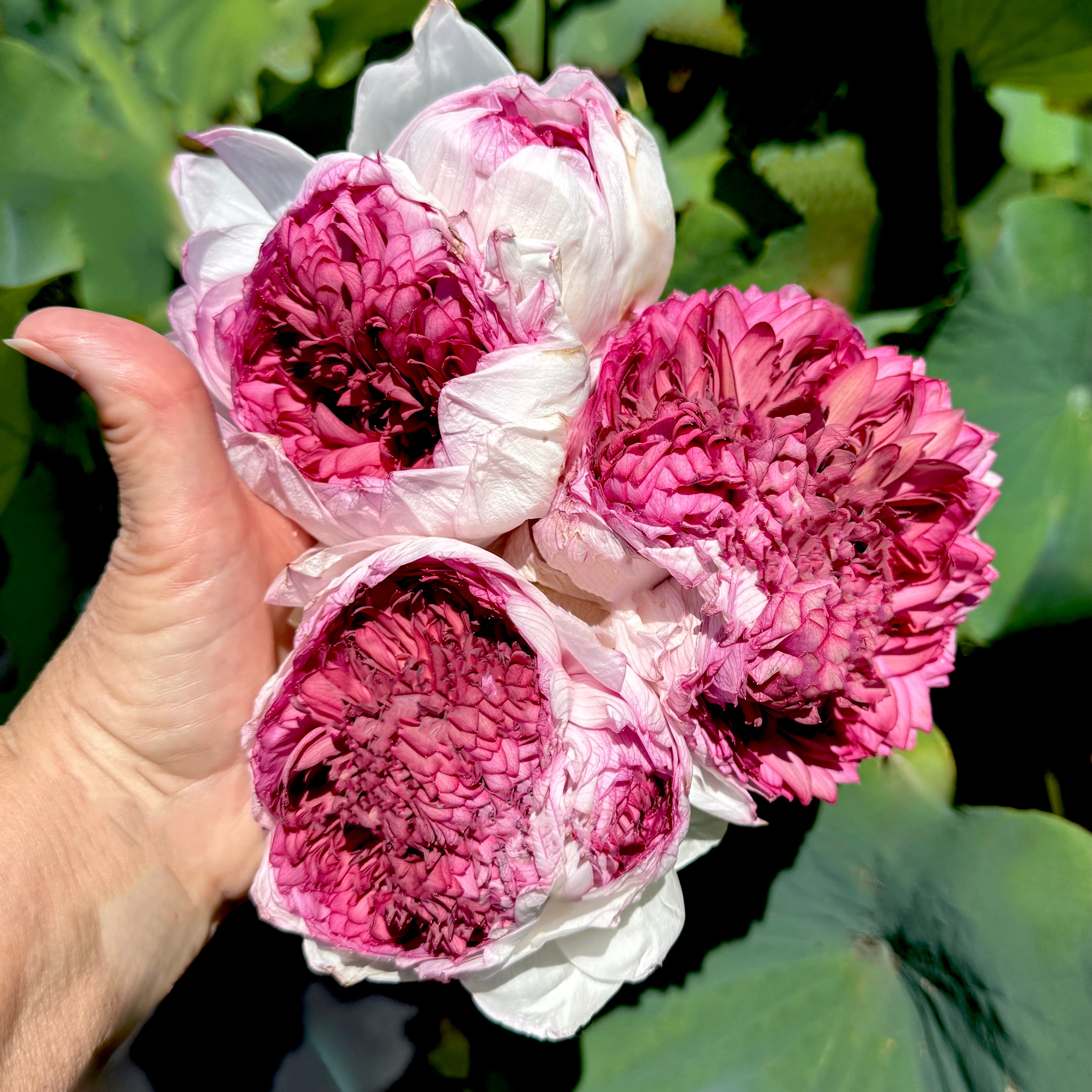 1000 petal lotus flower seeds Thousand Petals