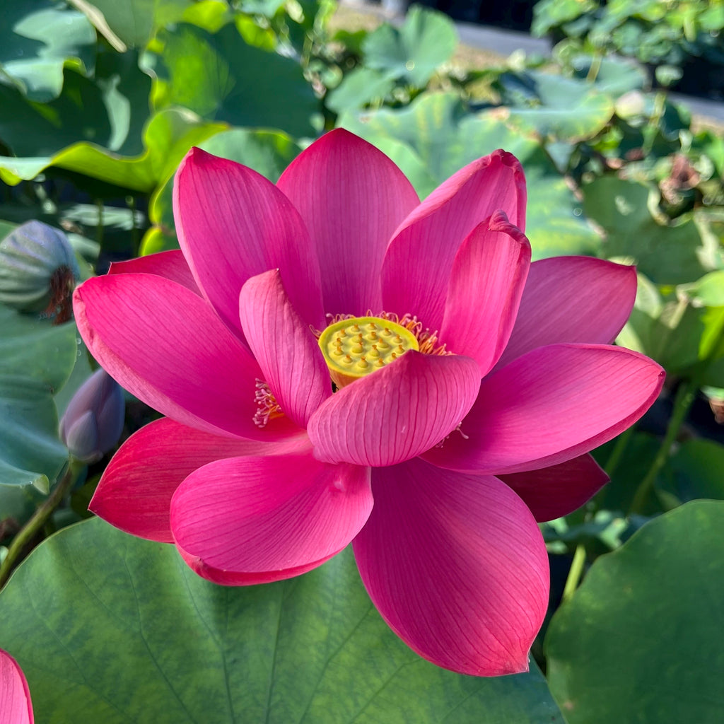 Torch of Nanjing - Radiant RED!