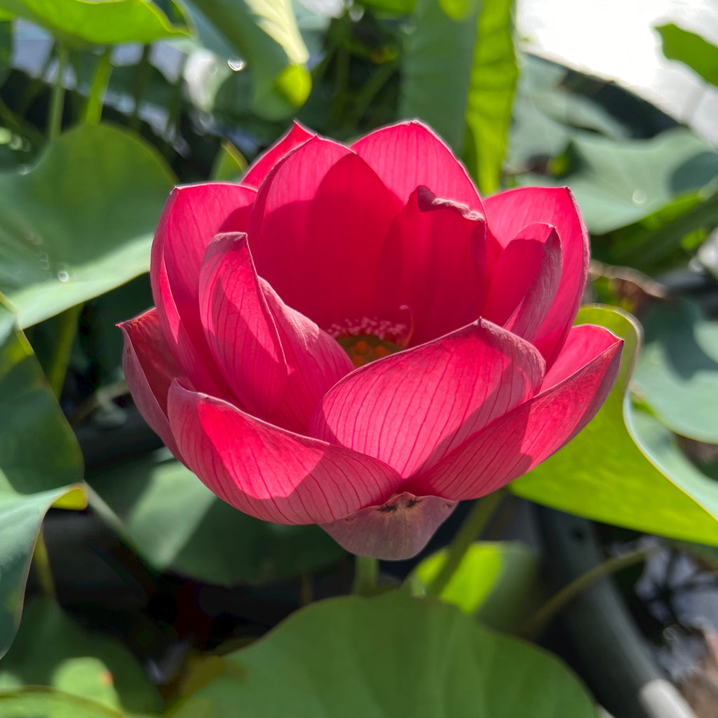 Torch of Nanjing - Radiant RED!