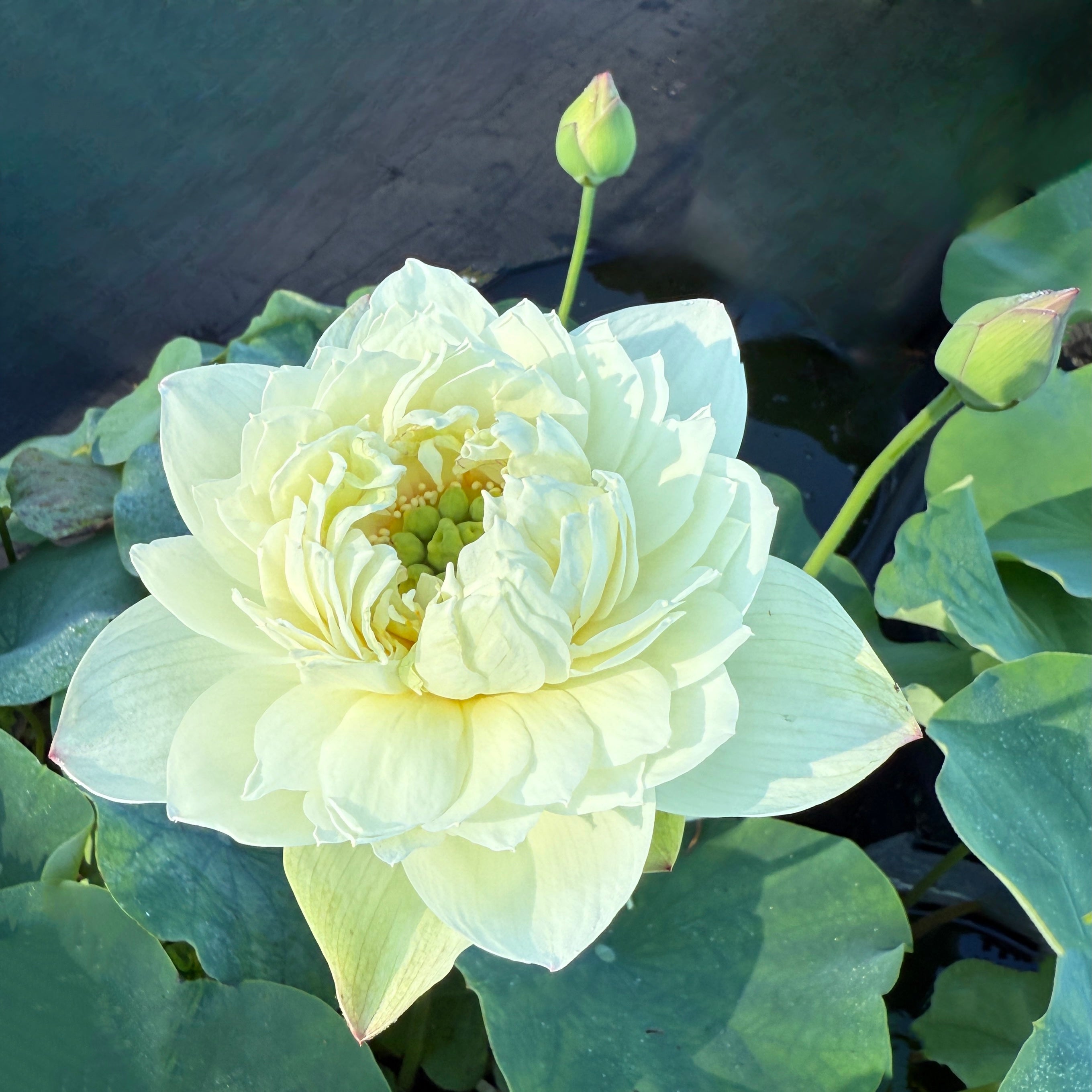 White Pear Flower Mini Lotus--BIG Flowers!