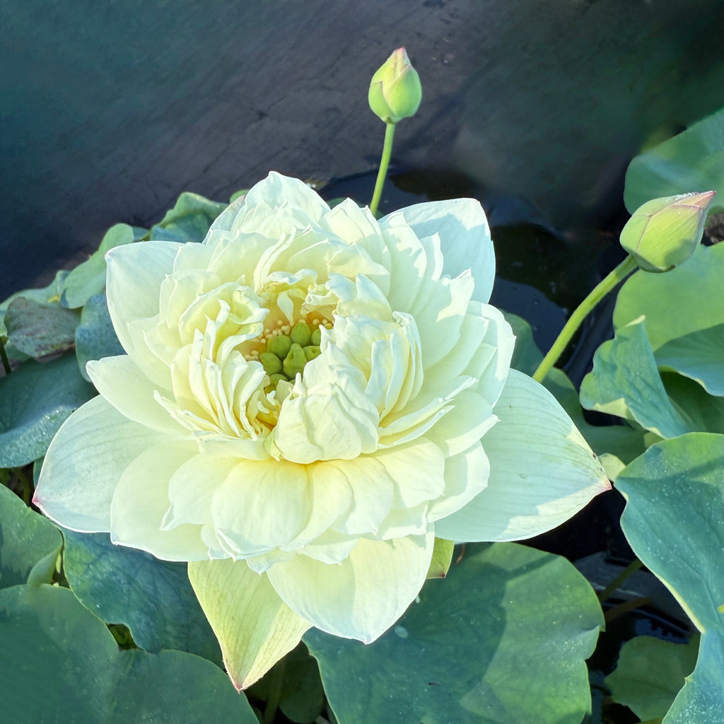 2026 White Pear Flower Mini Lotus--BIG Flowers!