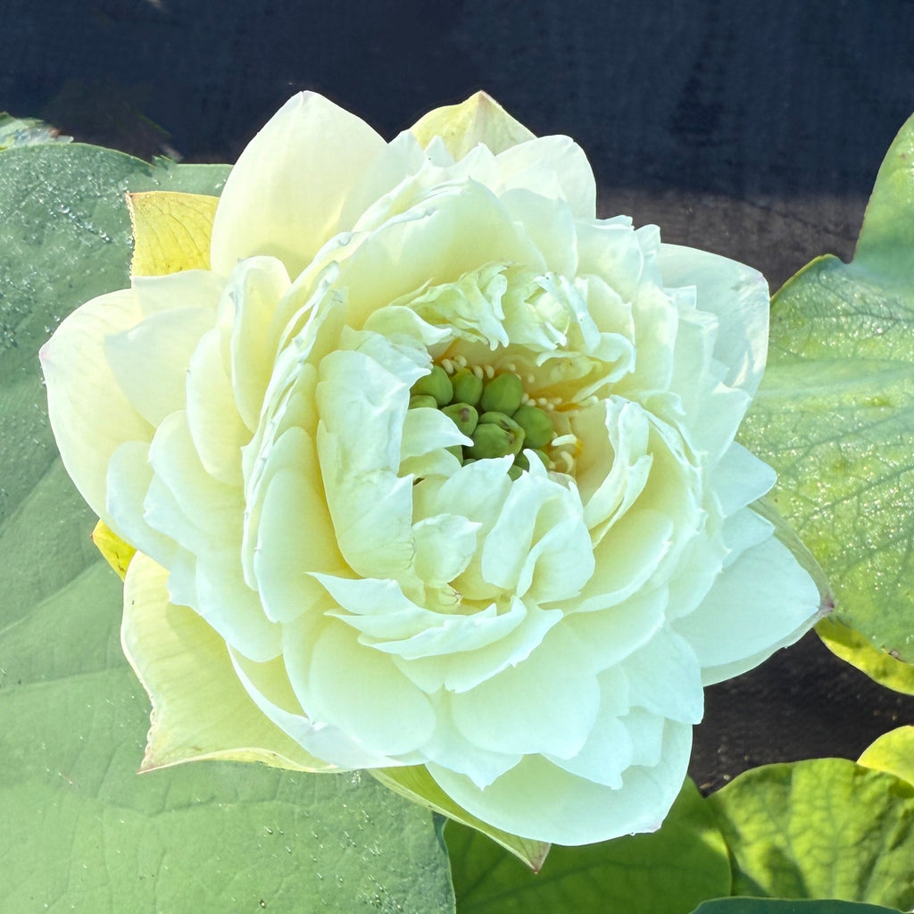2026 White Pear Flower Mini Lotus--BIG Flowers!