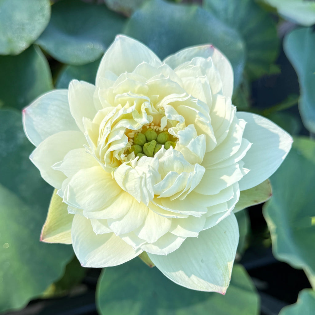 2026 White Pear Flower Mini Lotus--BIG Flowers!