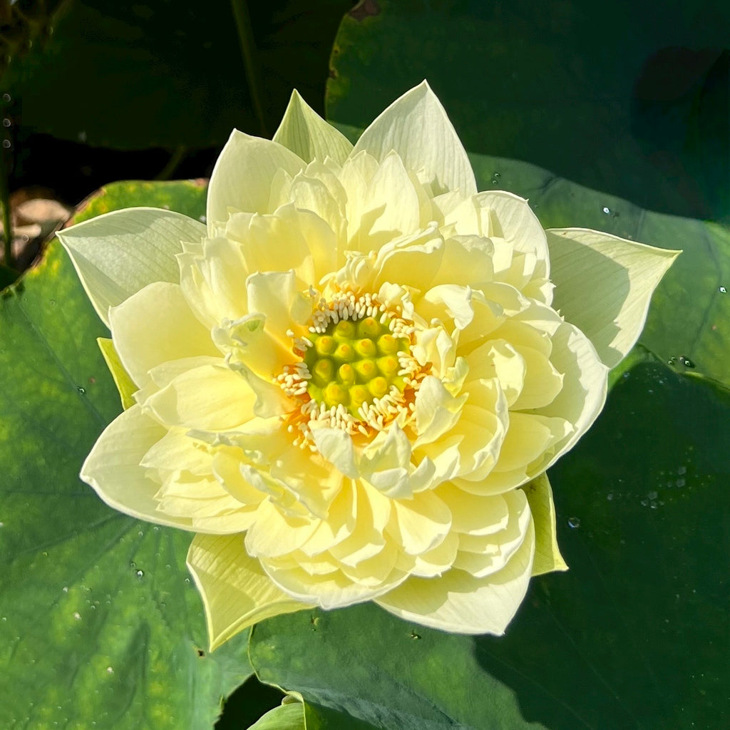 Yellow Peony - World-wide Favorite!