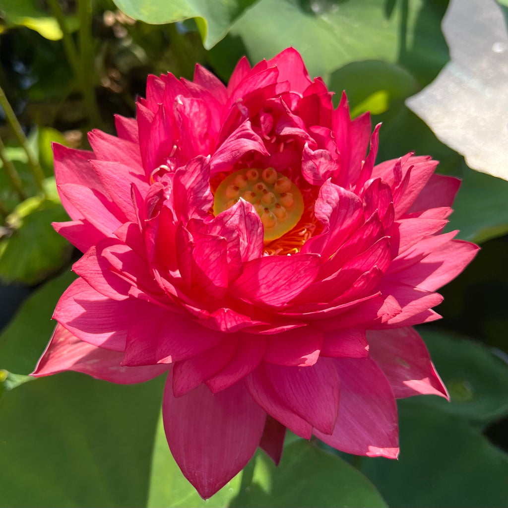 Ancient Capital Maple Leaf Lotus - Ten Mile Creek Nursery