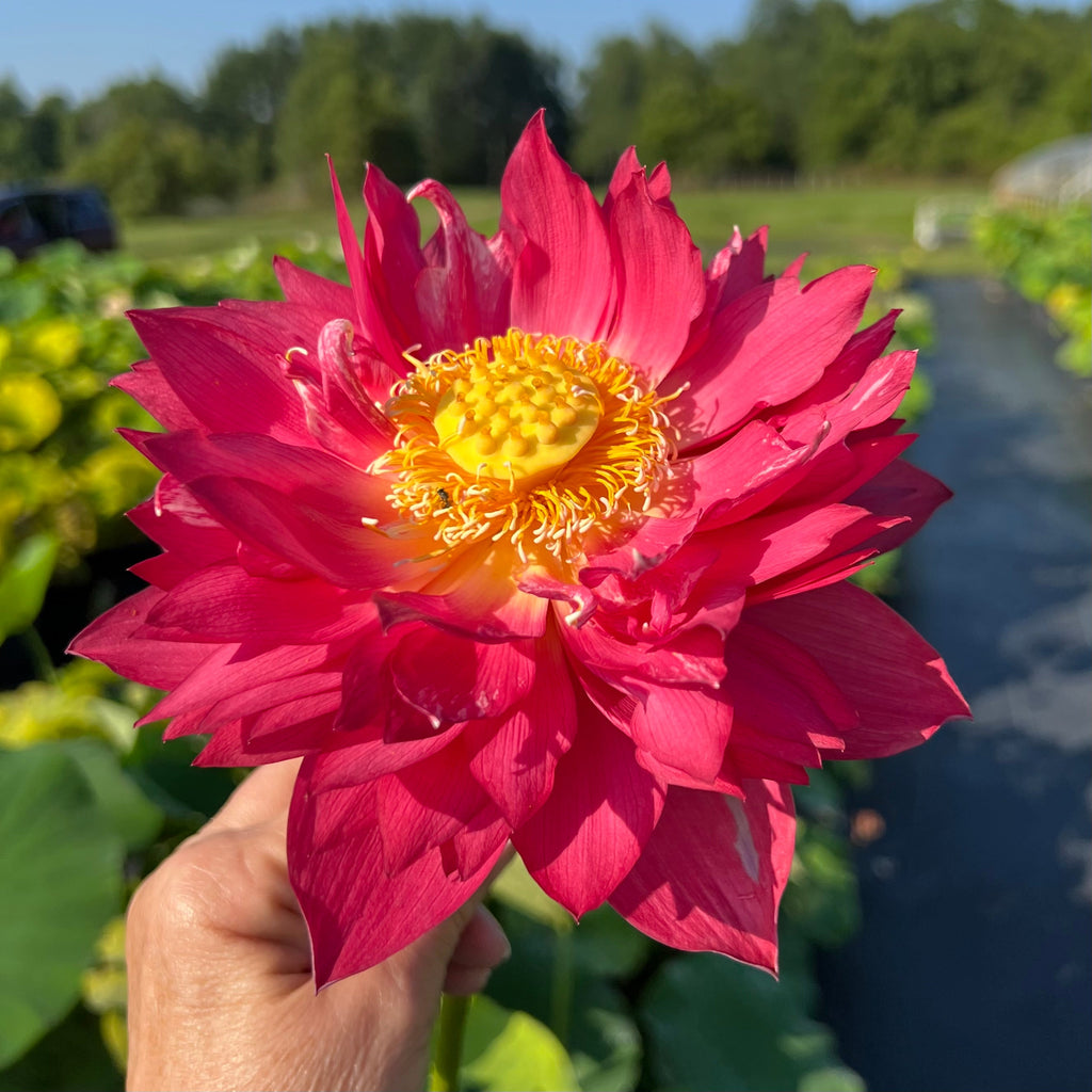 Ancient Capital Red Maple Lotus - Ten Mile Creek Nursery