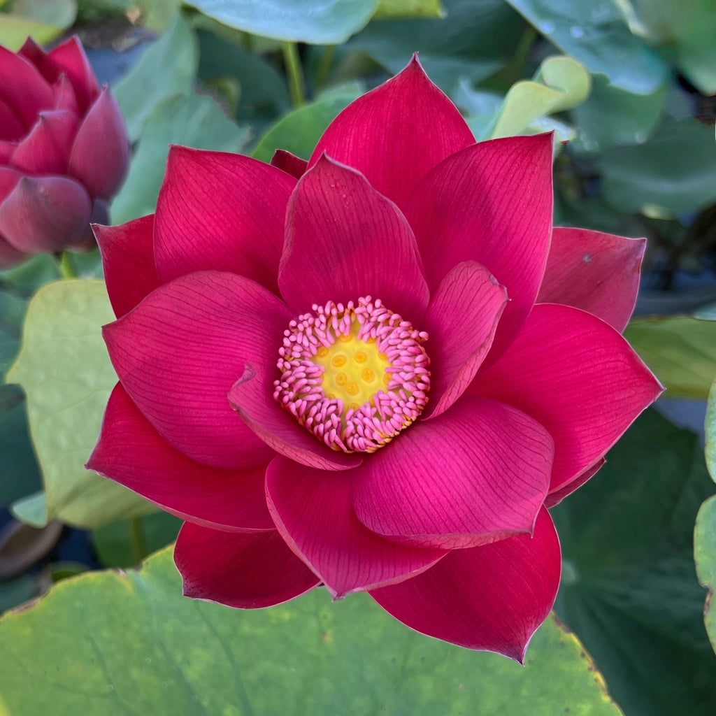 Ancient Capitol Red Palace Lotus - Electric Red - Ten Mile Creek Nursery