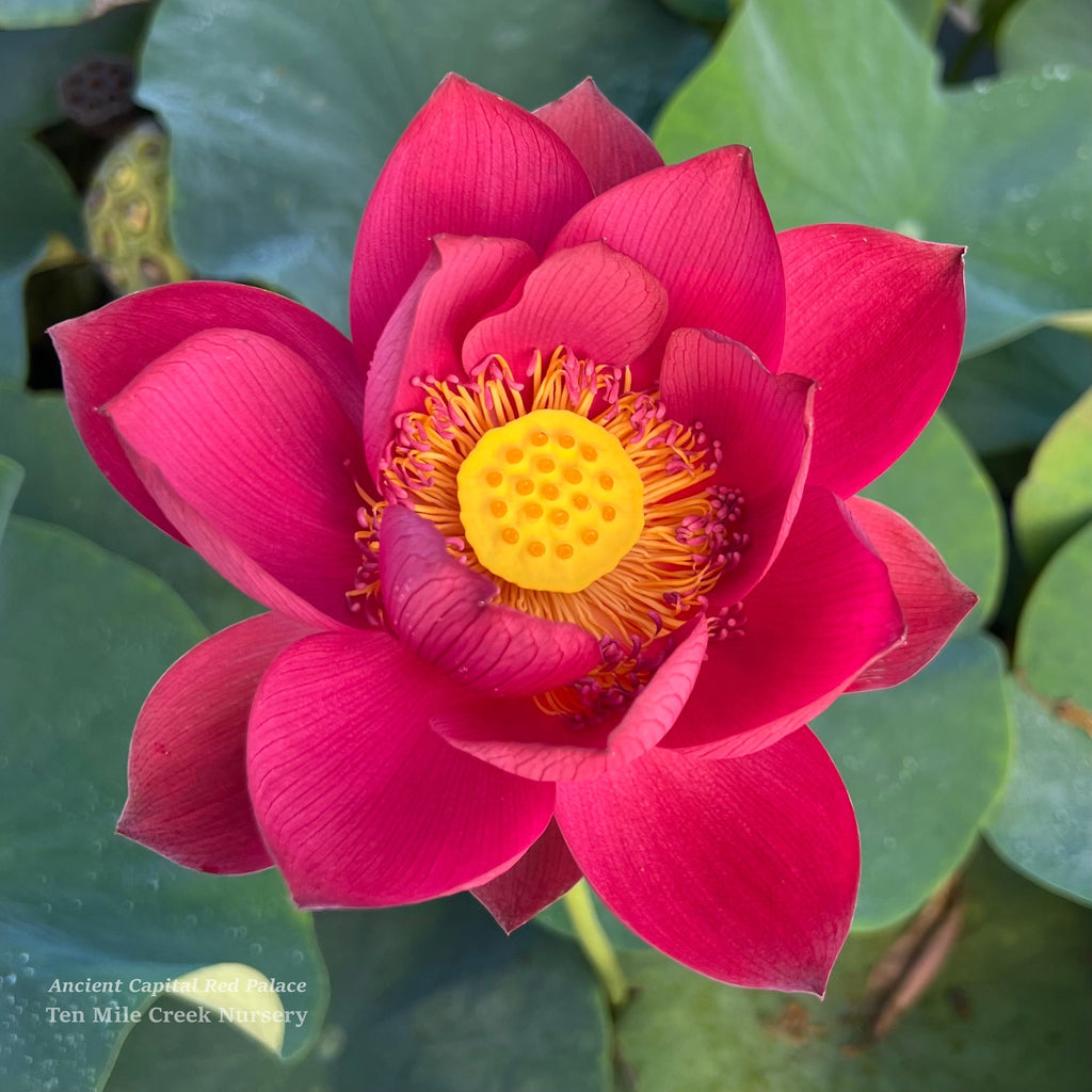 Ancient Capitol Red Palace Lotus - Electric Red - Ten Mile Creek Nursery