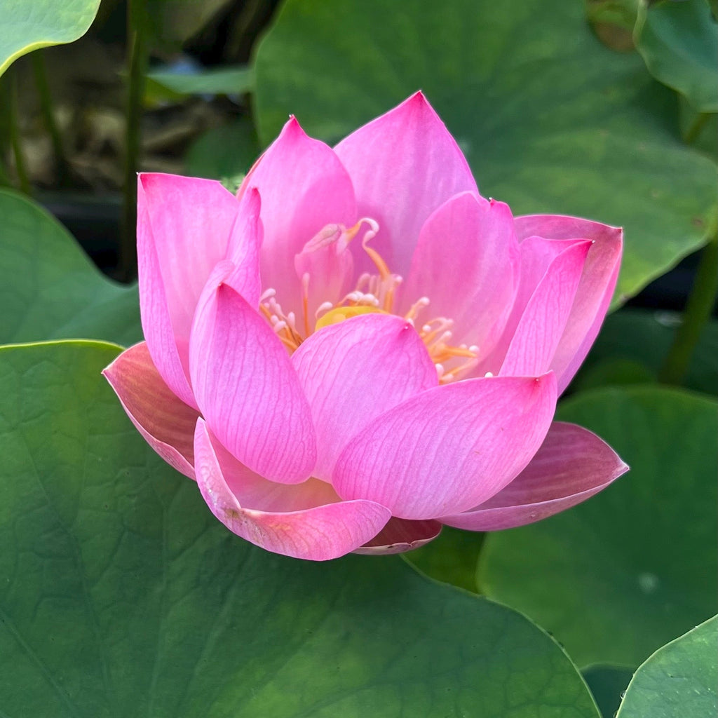 Book Boy Mini Lotus - Ten Mile Creek Nursery